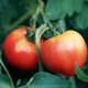 春まき野菜・花の「種」特集