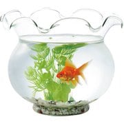 金魚鉢 さん 金魚鉢ちゃん クリアフィギュア 涼しげでよいですね〜🎐 透明な