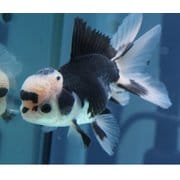 ヨドバシ.com - HARADA ハラダ 金魚 生体 パンダオランダ 10cm YDOR-4 通販【全品無料配達】