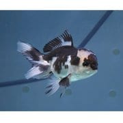 ヨドバシ.com - HARADA ハラダ 金魚 生体 パンダオランダ 11cm YDOR-3 通販【全品無料配達】