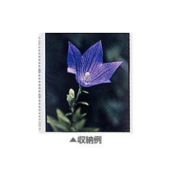 L7-P用替台紙 4切用