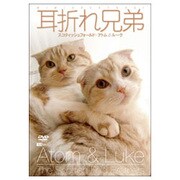 耳折れ兄弟 スコティッシュフォールド・アトム&ルーク