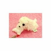 ぱっくんCLUB マルチーズ
