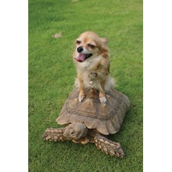 2009 カレンダー ゆかいな動物スター(湘南動物プロダクション)