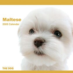 2009 カレンダー THE DOG マルチーズ