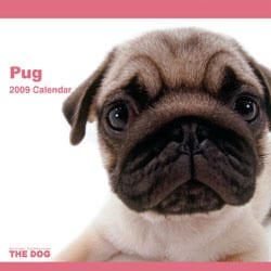 2009 カレンダー THE DOG パグ