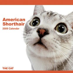 2009 カレンダー THE CAT アメリカン・ショートヘアー