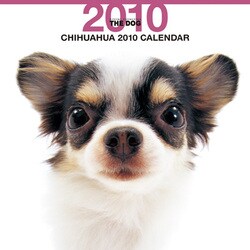 2010年カレンダー チワワ 60×30サイズ
