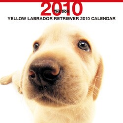 2010年カレンダー ラブラドール・レトリーバー（イエロー） 60×30サイズ