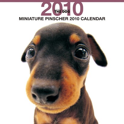 2010年カレンダー ミニチュア・ピンシャー 60×30サイズ