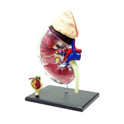 ヨドバシ.com - 青島文化教材社 AOSHIMA 立体パズル 4D VISION