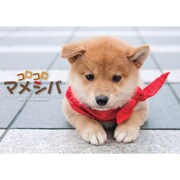 コロコロマメシバ [2011年カレンダー]