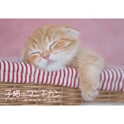 子猫のマンチカン [2011年カレンダー]
