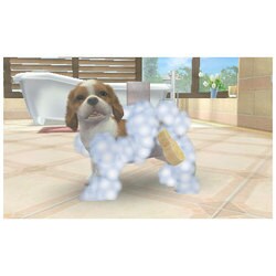 ヨドバシ Com 任天堂 Nintendo Nintendogs ニンテンドッグス Cats トイ プードル Newフレンズ 3dsソフト 通販 全品無料配達