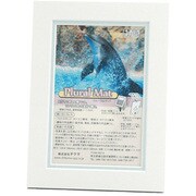 プルーラルマットP ホワイトS+ブルー