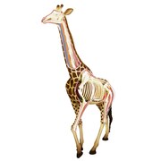 94341 [動物解剖モデル19 キリン解剖モデル]