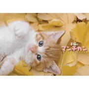 子猫のマンチカン [2012年カレンダー]