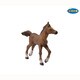 51076 EQUIDAE アングローアラブ仔馬