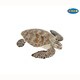 56005 SEA ANIMALS 海亀