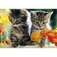 アメージングカード 猫とオレンジ花 55141