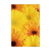 ポストカード Fiore e Carino(フィオーレ・エ・カリーノ) GB-YE FIORE-PC-03