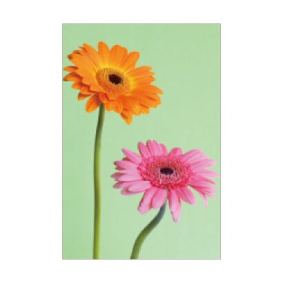 ポストカード Fiore e Carino(フィオーレ・エ・カリーノ) GB-AS FIORE-PC-22