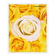 フォトポケット40P Fiore e Carino(フィオーレ・エ・カリーノ) RS-YE FIORE-16-13