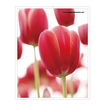フォトポケット40P Fiore e Carino(フィオーレ・エ・カリーノ) TP-RE FIORE-16-25