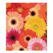 A4ファイル GB-AS FIORE-02-06