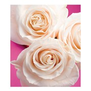 A4ファイル RS-WH FIORE-02-19