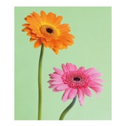 A4ファイル GB-AS FIORE-02-22