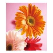 A4ファイル GB-YE FIORE-02-37