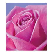 A4ファイル RS-PI FIORE-02-40