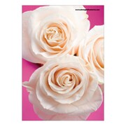 B5ノート Fiore e Carino(フィオーレ・エ・カリーノ)RS-WH FIORE-22-19