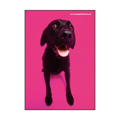 A5ワイヤーステッチノート Labrador MAM2-23-40