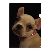 A4クリアホルダー Chihuahua MAM2-32-21
