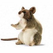 キイロノクビノネズミ [No.3597]