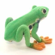 アカメアマガエル [No.5218]