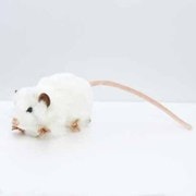 シロネズミ [No.5576]