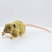 チャイロネズミ [No.5577]