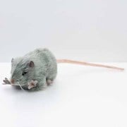 ハイイロネズミ [No.5579]