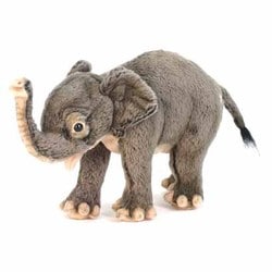 コゾウ [No.5698]