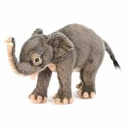 コゾウ [No.5698]