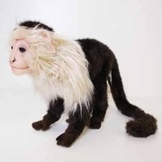 オマキザル [No.5851]