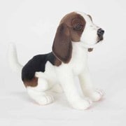 ビーグル犬 [No.5862]