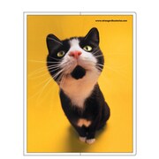 フォトポケット40P[Bestiola] キャットYE BTL-16-07