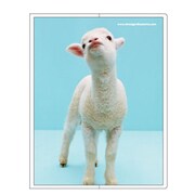 フォトポケット40P[Bestiola] ヒツジ BTL-16-11