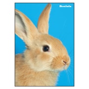 B5ノート[Bestiola] ラビットBL BTL-22-12