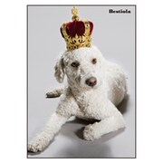 B5ノート[Bestiola] ドッグKG BTL-22-15