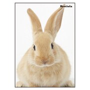 B5ノート[Bestiola] ラビットWH BTL-22-16